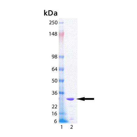 UCH-L3 (human), (recombinant) (His-tag) SDS-PAGE