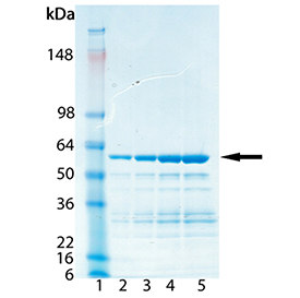 NF-κB p65 subunit (human) (12-317), (recombinant) (GST-tag) SDS-PAGE