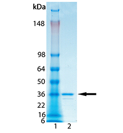 NF-κB p65 subunit (human) (12-317), (recombinant) (untagged) SDS-PAGE
