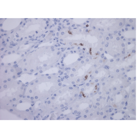 NGAL (dog) monoclonal antibody (14) Immunohistochemistry