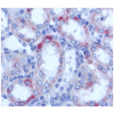 NGAL (pig) monoclonal antibody (28) Immunohistochemistry