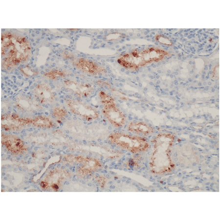 NGAL (pig) monoclonal antibody (28) Immunohistochemistry