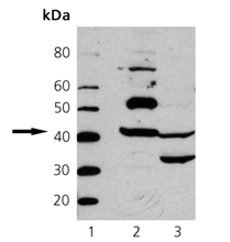 Actin polyclonal antibody Western blot