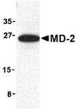 MD-2 polyclonal antibody Western blot