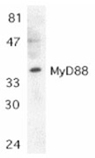 MyD88 polyclonal antibody Western blot