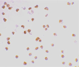 TLR7 polyclonal antibody Immunocytochemistry