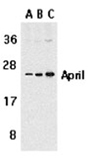 APRIL polyclonal antibody Western blot