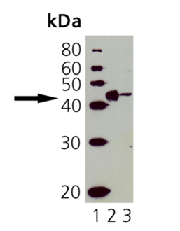 CD40 polyclonal antibody Western blot
