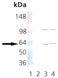 TCP-1 α monoclonal antibody (23c) Western blot