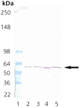 TCP-1α monoclonal antibody (91a) Western blot