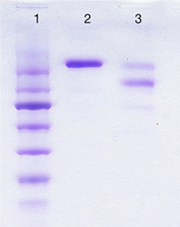 IgE (non-immune) (human) SDS-PAGE