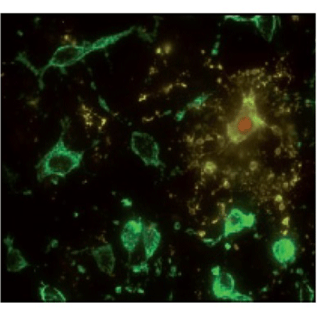 Cyanine 3-NHS ester pack Fig2