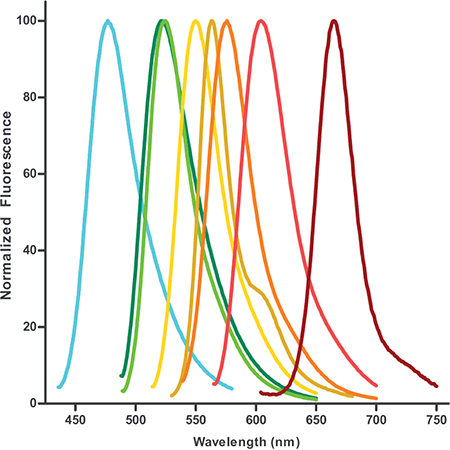 SEEBRIGHT™ Orange 552 dUTP Fluorescence emission profiles - Graph