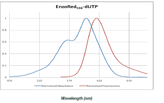 SEEBRIGHT™ Red 598 dUTP wavelength