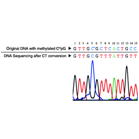 Express DNA methylation kit (deep well) DNA