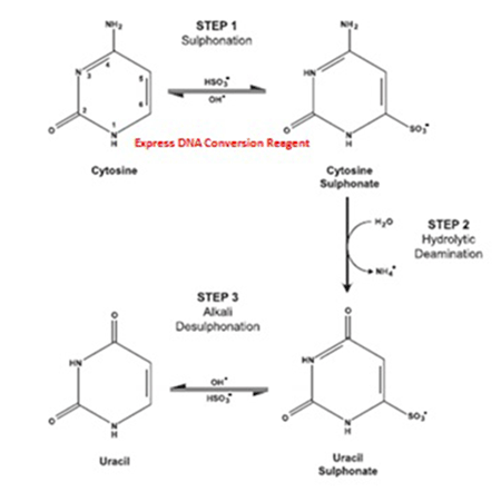 Express DNA methylation kit (deep well) Fig1