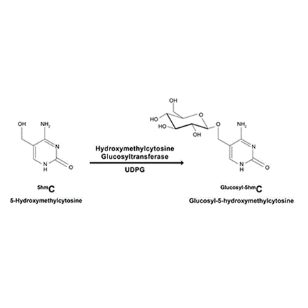 BIOARRAY™ 5-hmC methylation kit Fig1