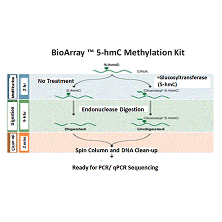 BIOARRAY™ 5-hmC methylation kit Fig3