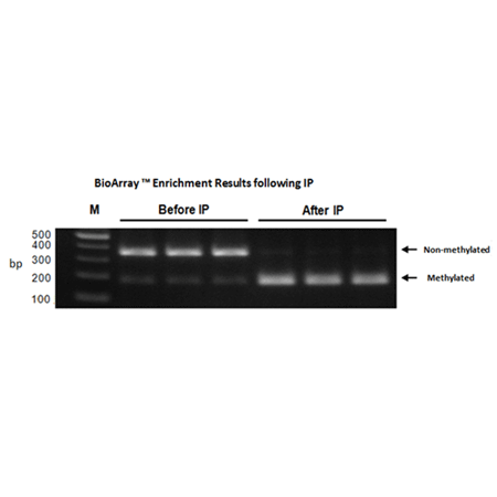 BIOARRAY™ methylated DNA IP Kit Fig1