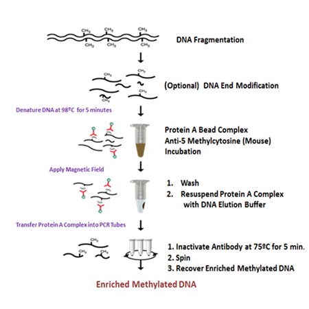 BIOARRAY™ methylated DNA IP Kit procedure