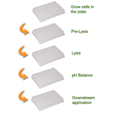 EPIXTRACT® Total Histone Extraction Kit (High Throughput) schematic