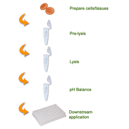 EPIXTRACT® Total Histone Extraction Kit schematic