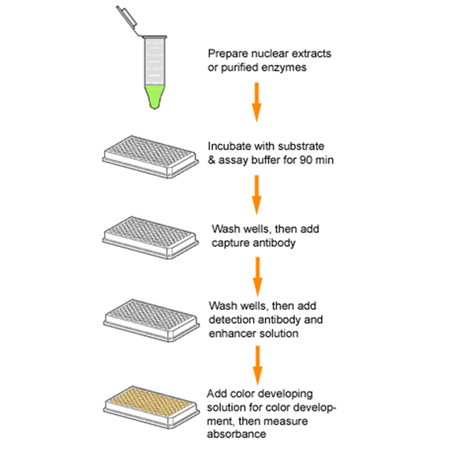DNMT Colorimetric Drug Discovery Kit schematic