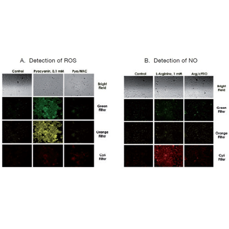 ROS-ID® ROS/RNS detection kit detection
