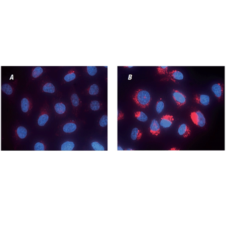 LYSO-ID® Red detection kit (GFP-CERTIFIED®) Fig3