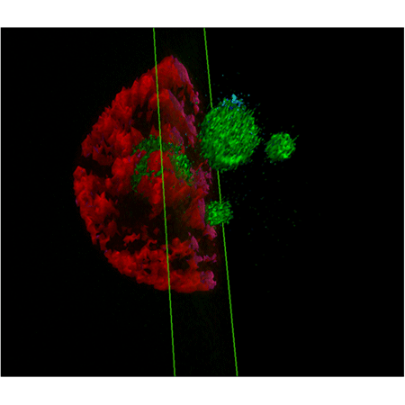 TOTAL-NUCLEAR-ID® green/red nucleolar/nuclear detection kit Fig4