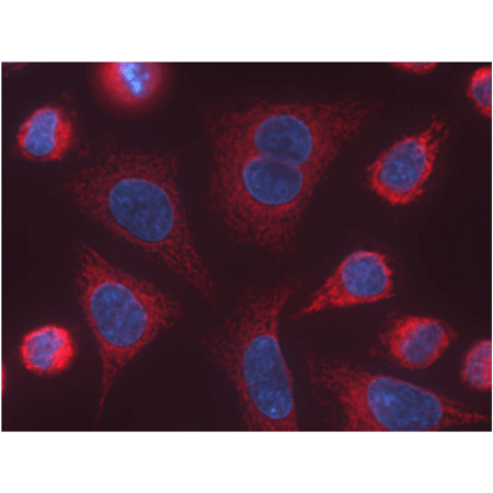 MITO-ID® Red detection kit (GFP-CERTIFIED®) Fig1