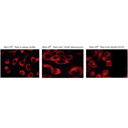 MITO-ID® Red detection kit (GFP-CERTIFIED®) Fig2