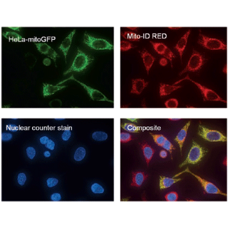 MITO-ID® Red detection kit (GFP-CERTIFIED®) Fig3