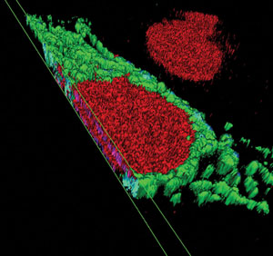 NUCLEAR-ID® Red cell cycle kit (GFP-CERTIFIED®) 100_Figure_1