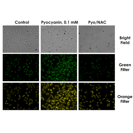 ROS-ID® Total ROS/Superoxide detection kit Fig1