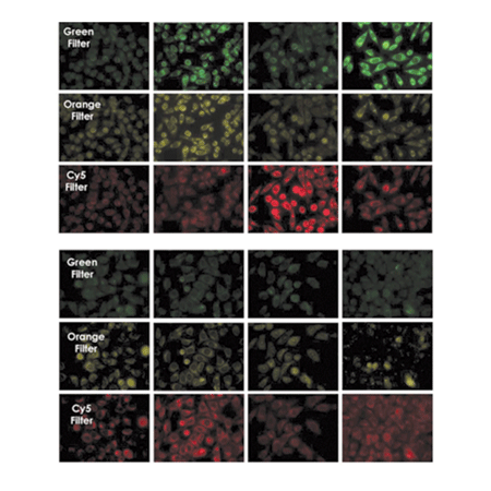 ROS-ID® Total ROS/Superoxide detection kit double-chart
