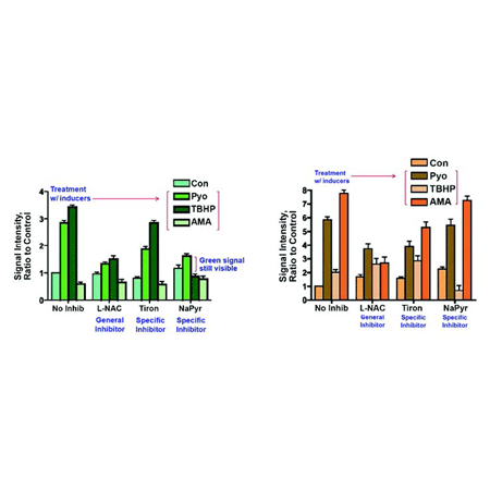 ROS-ID® Total ROS/Superoxide detection kit doublegraphs