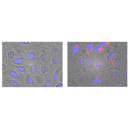 LYSO-ID® Red cytotoxicity kit (GFP-CERTIFIED®) Fig3