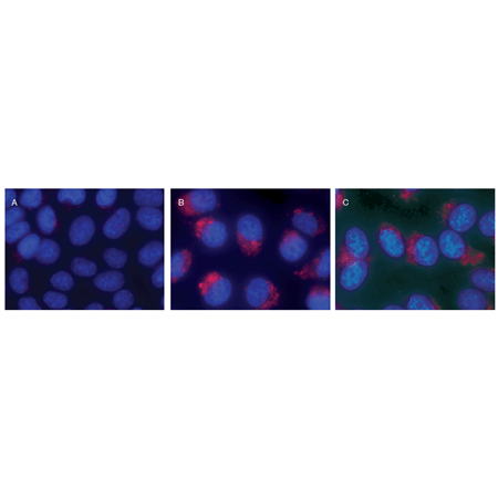 LYSO-ID® Red cytotoxicity kit (GFP-CERTIFIED®) Phospholipidosis