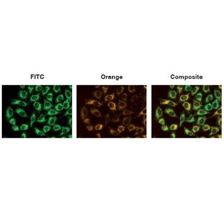 MITO-ID Membrane potential detection kit is a mitochondria tracking Dye