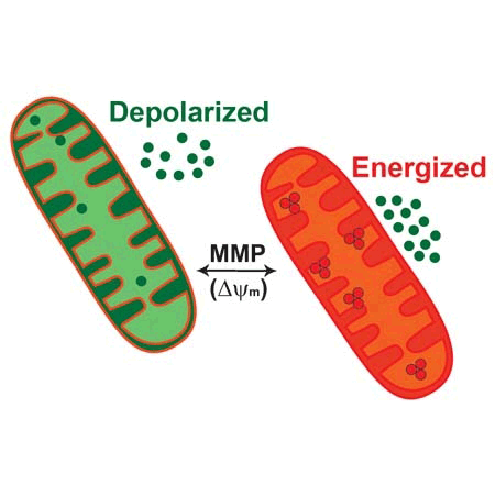 MITO-ID® Membrane potential cytotoxicity kit MOA_web-image
