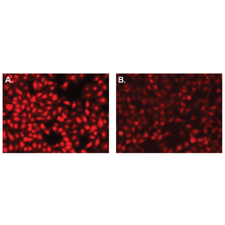 GFP-CERTIFIED® FLUOFORTE® Calcium assay kit FLUOFORTE_vs_RHOD-2