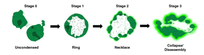 NUCLEAR-ID® Green chromatin condensation detection kit stages