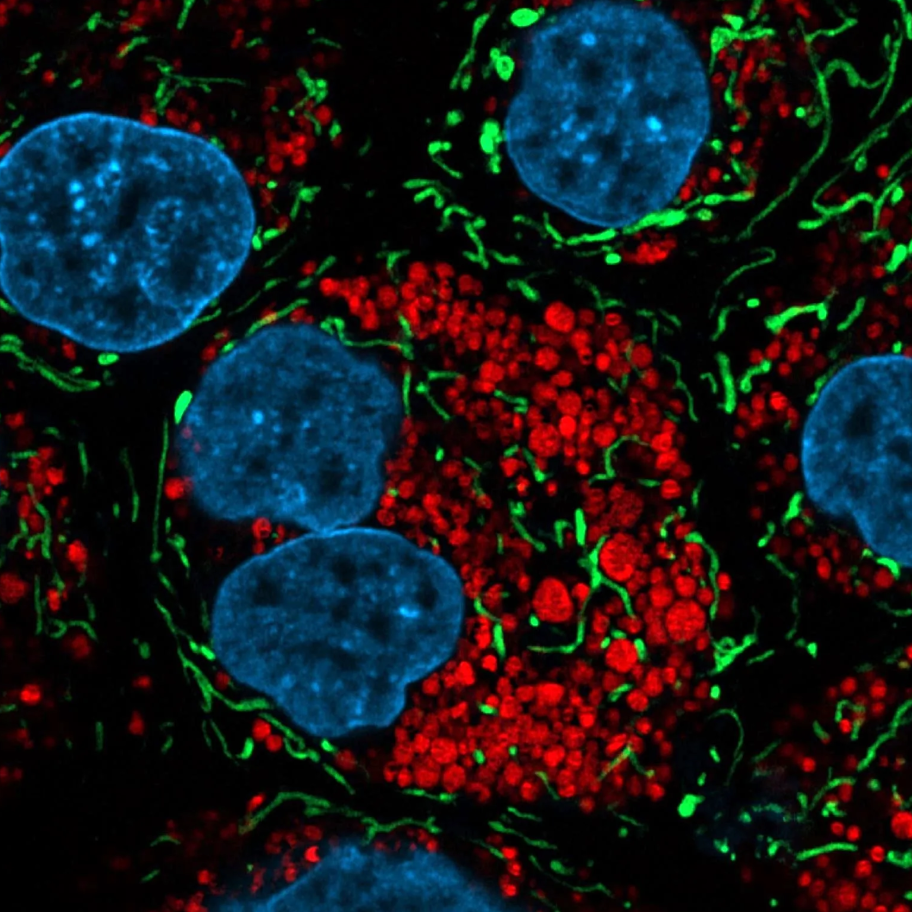 ENZ-51022_stain_MDCK_cells-2-1.png