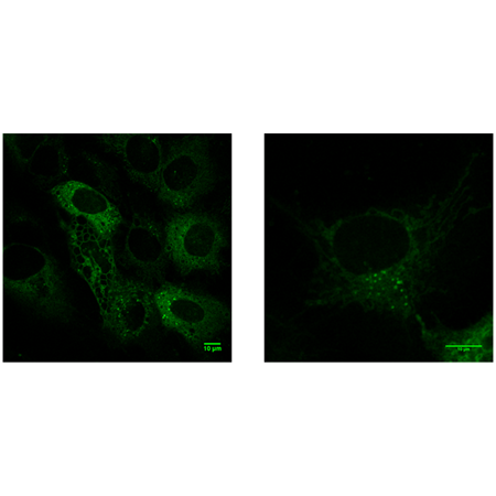 ER-ID® Green assay kit Fig3