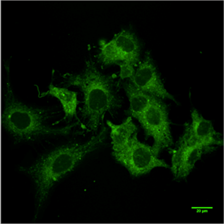 ER-ID® Green assay kit Fig4