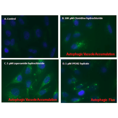 CYTO-ID® Autophagy detection kit Fig2-web