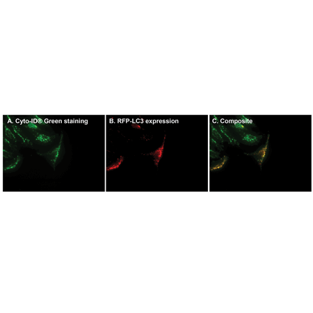 CYTO-ID® Autophagy detection kit Fig3-web