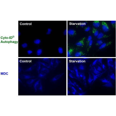 CYTO-ID® Autophagy detection kit Fig4-web