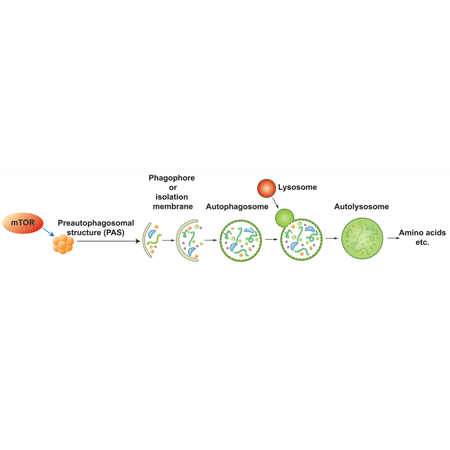 CYTO-ID® Autophagy detection kit 2.0 image